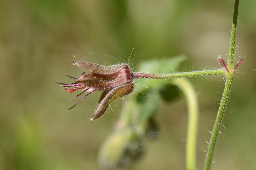 Geranium phaeum / Geranio stellato